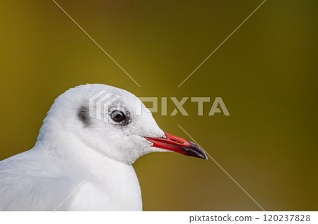 Black-headed Gull, Johoku Park, Osaka City 120237828