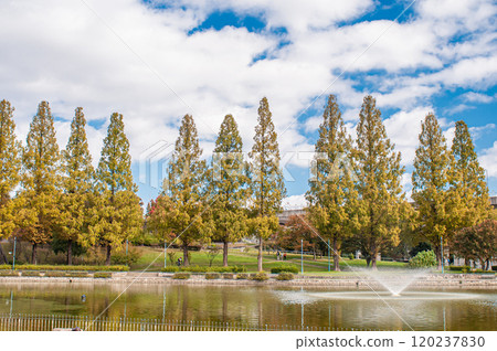 大阪市城北公園的水杉黃葉 120237830