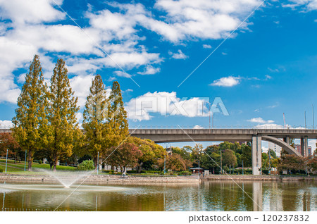 大阪市城北公園的水杉黃葉 120237832