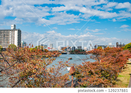 秋天的毛馬櫻之宮公園 大阪市 120237881