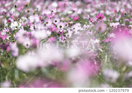 Cosmos field in full bloom 120237979