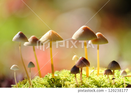 Small mushrooms 120238177