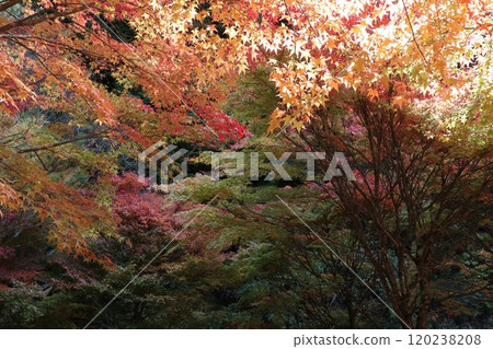 Overlapping trees with autumn leaves Overlapping trees with autumn leaves 120238208
