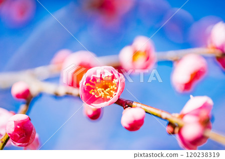 美麗的紅色李子開花 美麗的紅色李子開花 120238319