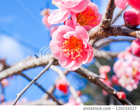 美麗的紅色李子開花 美麗的紅色李子開花 120238327