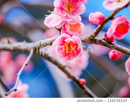 美麗的紅色李子開花 120238329