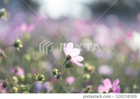 Light pink cosmos Light pink cosmos 120238389