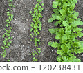 Growth of radish 120238431