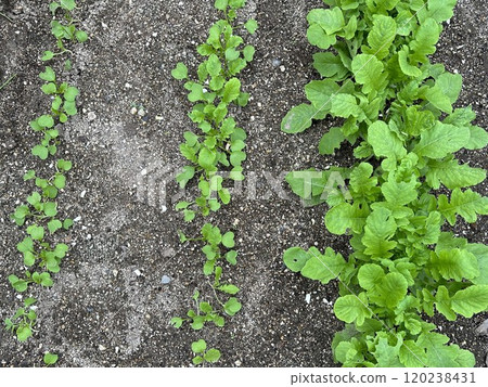 Growth of radish 120238431
