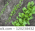 Growth of radish 120238432