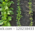 Growth of radish 120238433