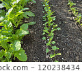 Growth of radish 120238434