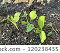 Radish sprout 120238435