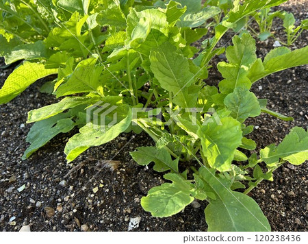 Growth of radish Growth of radish 120238436
