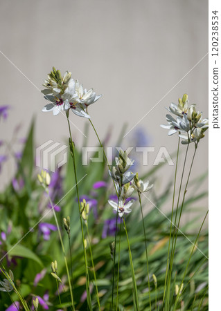 Ixia white flowers 120238534