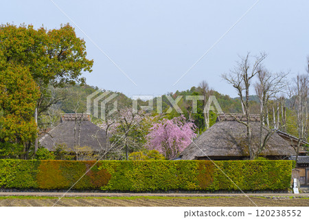 Kyoto Arashiyama: Rakushisha - Thatched roof hut and weeping cherry blossoms 120238552
