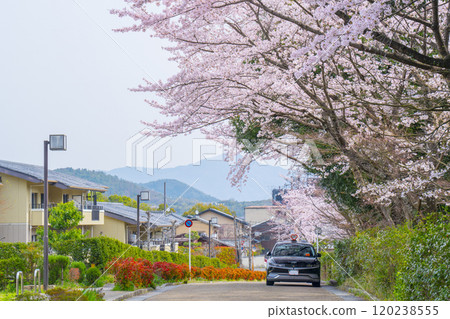 京都嵐山街景與櫻花樹 120238555