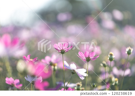 Cosmos field Cosmos field 120238619