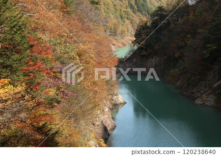 沐浴在高瀨溪谷溫暖陽光下的河邊樹木 120238640