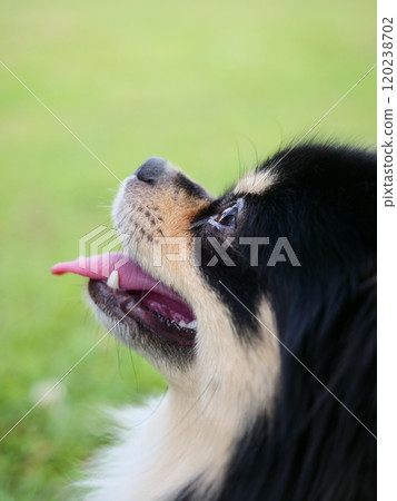 博美犬和吉娃娃混合狗在草坪上放鬆 博美犬和吉娃娃混合狗在草坪上放鬆 120238702