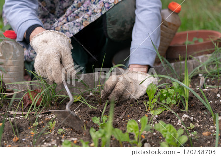 一位老婦人用旋轉鐮刀在田裡除草 園藝 120238703