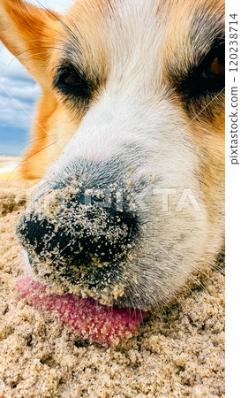 Observing a cute Corgi with a sandy nose as it relaxes on the beach 120238714