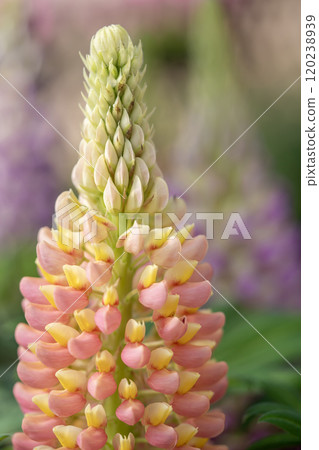 羽扇豆花正盛開 120238939