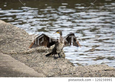 [半田港] 沾滿油污的海鳥正在曬翅膀 120238991