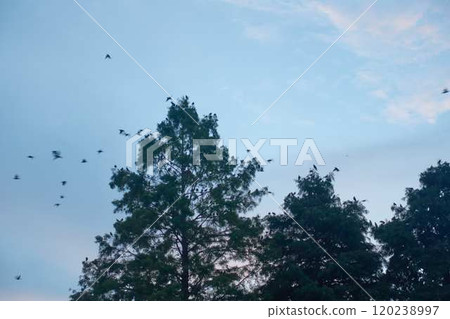 A flock of starlings taking off from the trees in the early morning 120238997