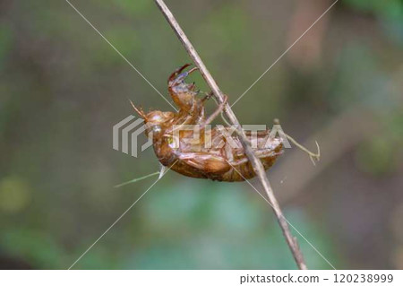 A cicada shell left on a thin branch 120238999