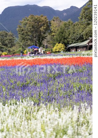 廣闊的花田 120239141