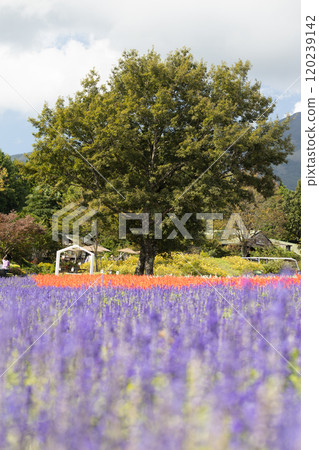 Salvia的花園 120239142