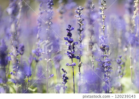 Purple salvia flowers 120239143