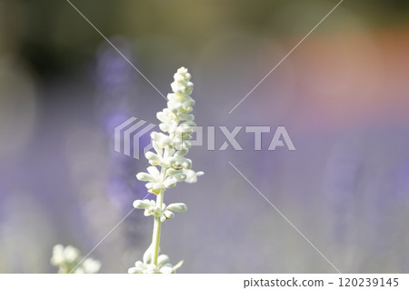 白丹參花 白丹參花 120239145