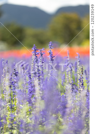 Salvia's flower garden Salvia's flower garden 120239149