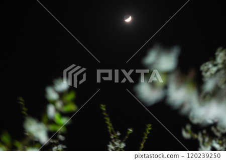 Moon and cherry blossoms at night [Matsushiro Castle ruins light-up] 120239250
