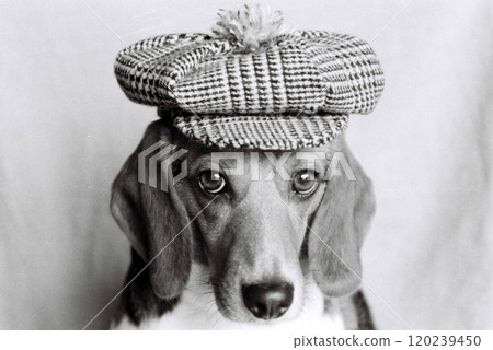 小獵犬戴著報童帽，正面視圖 120239450