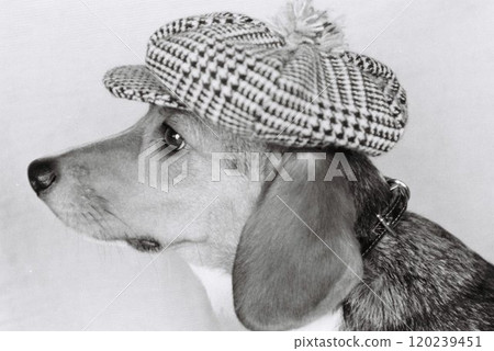 小獵犬戴著報童帽，側身 120239451