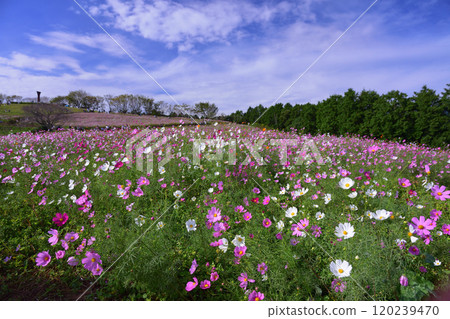 Shirakine高原的宇宙 120239470