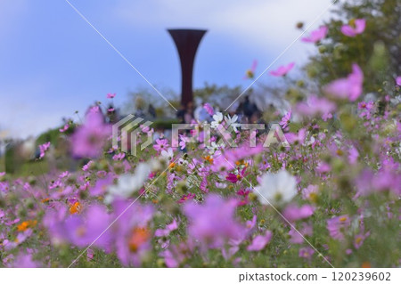 Cosmos of Shirakine Plateau 120239602