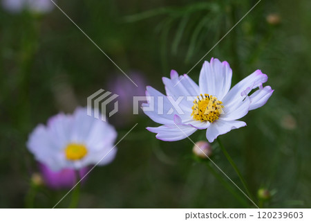 Cosmos of Shirakine Plateau 120239603