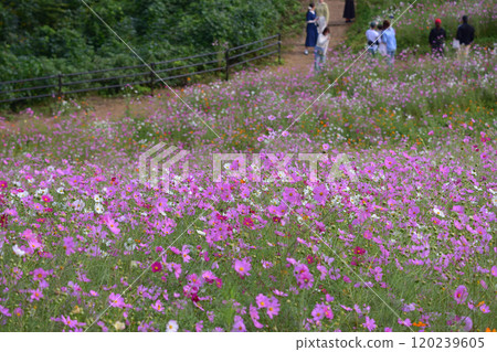 Cosmos of Shirakine Plateau 120239605