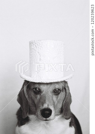 Beagle 2 wearing a white top hat Beagle 2 wearing a white top hat 120239623