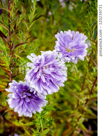Lavender Asters on a green background 120239731