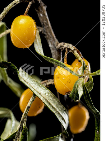 Sea Buckthorn Berries on Branch isolated on black background 120239735