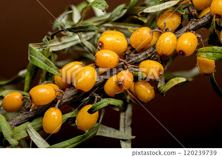 Sea Buckthorn Berries on Branch, brown background 120239739
