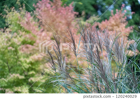 Miscanthus Miscanthus 120240029
