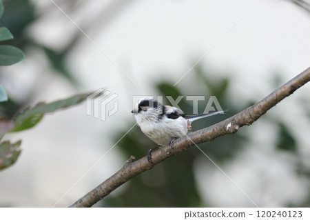 Enaga堅持分支機構 120240123