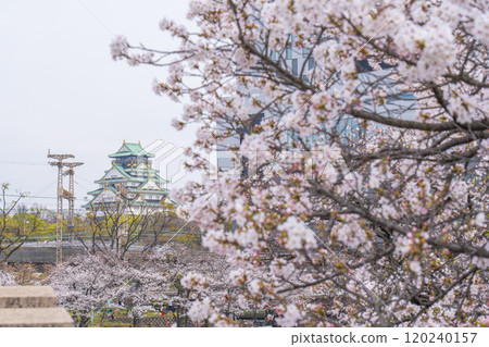 盛開的櫻花和大阪城(川崎橋) 盛開的櫻花和大阪城(川崎橋) 120240157