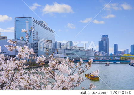 A row of cherry blossom trees along the Okawa towards Tenmanbashi [Osaka Kema Sakuranomiya Park] 120240158